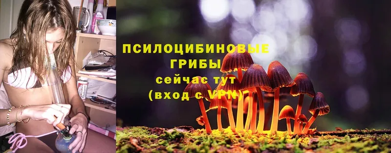 мега как зайти  Бахчисарай  Псилоцибиновые грибы Psilocybe 